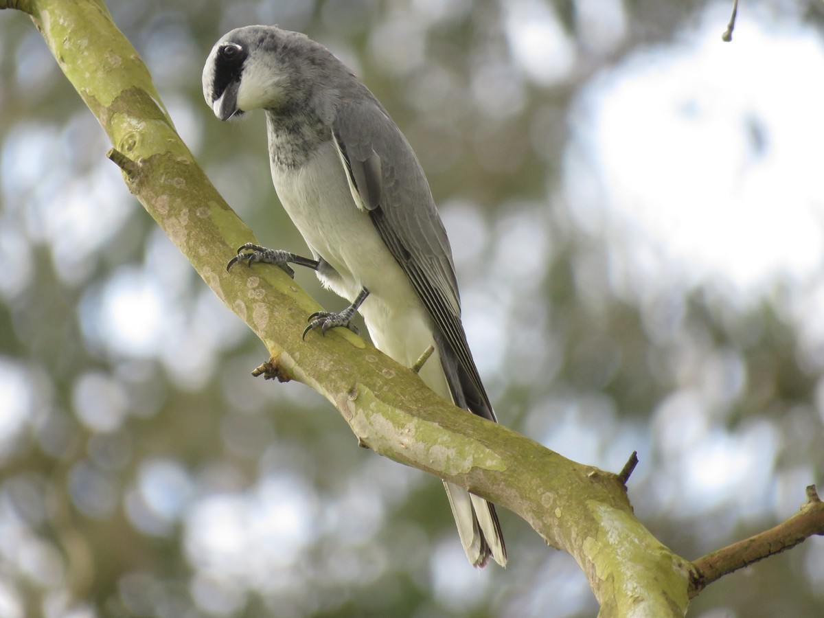 White-bellied Cuckooshrike - ML490393001