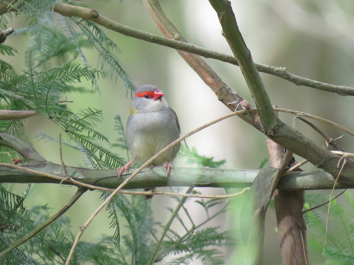 Red-browed Firetail - ML490393071