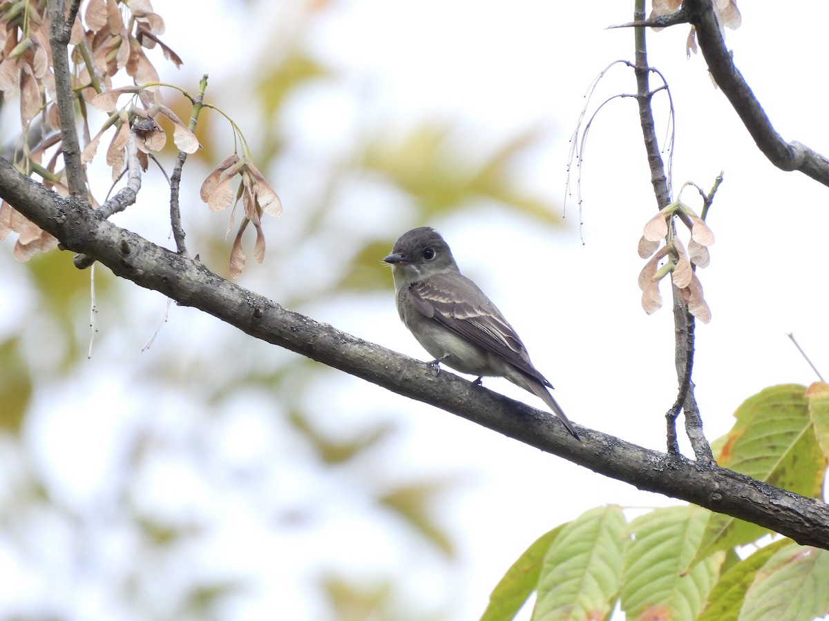 Eastern Wood-Pewee - ML490394171