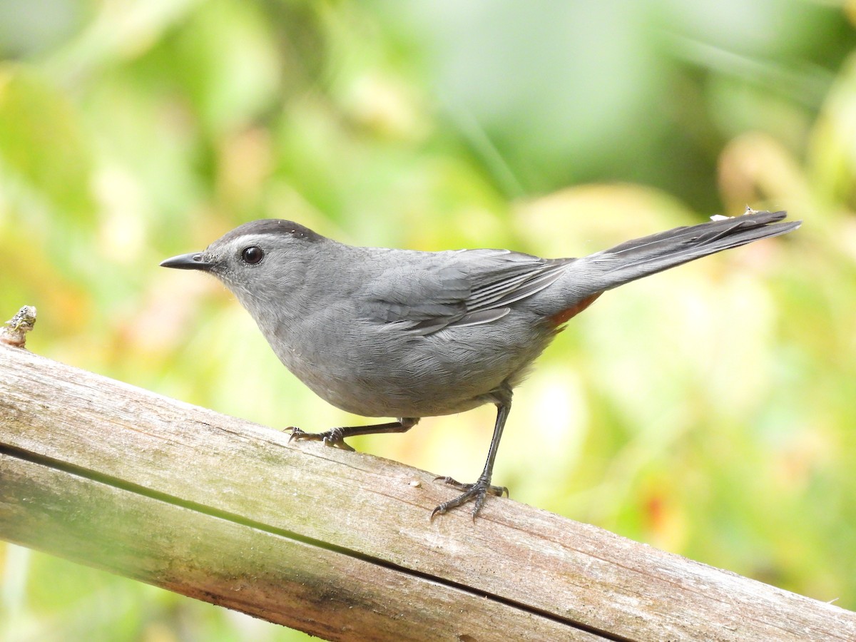 Gray Catbird - ML490394231