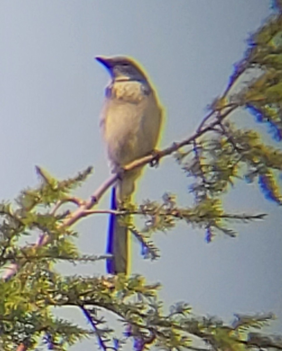 California Scrub-Jay - ML490396251