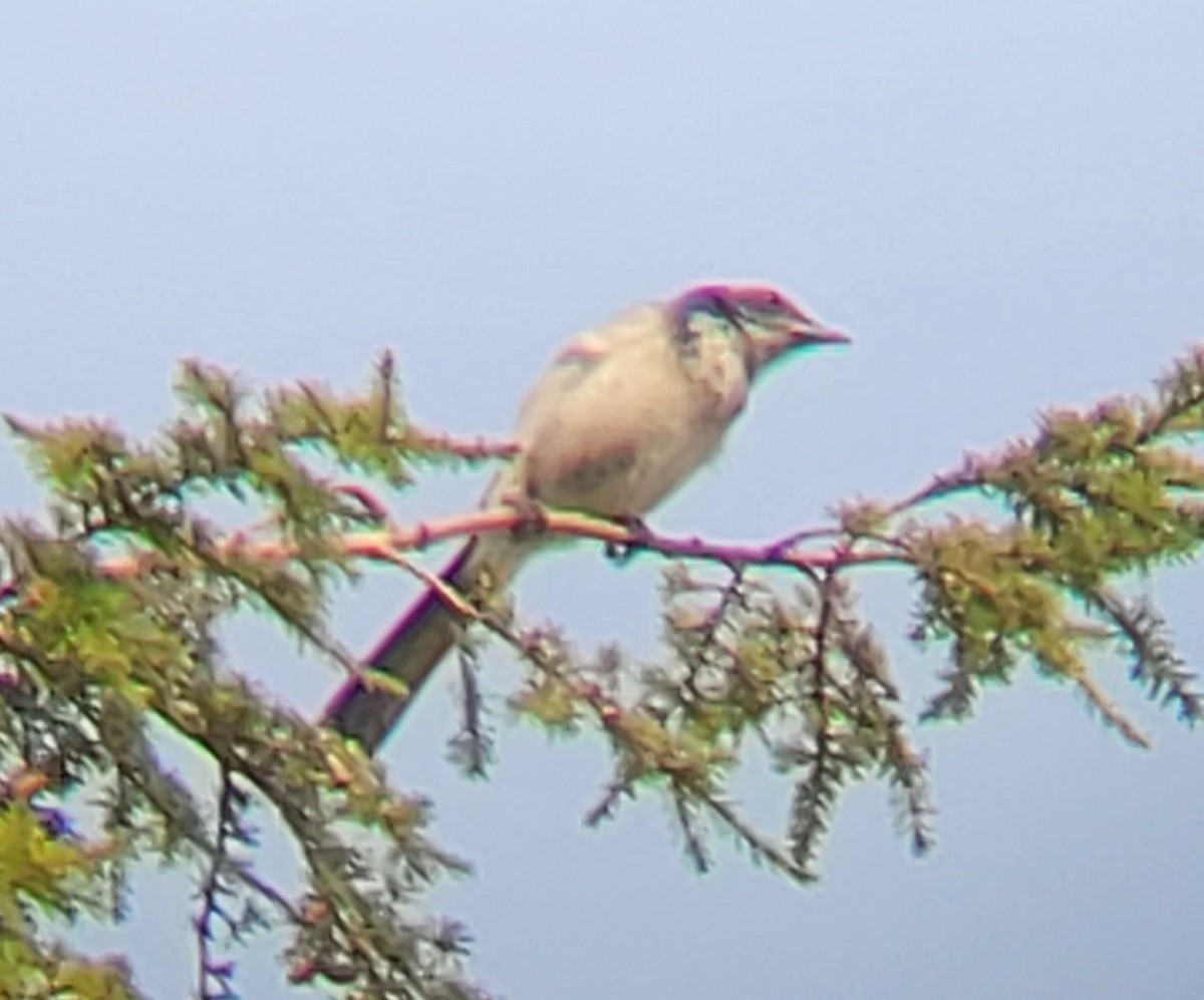 California Scrub-Jay - ML490396261