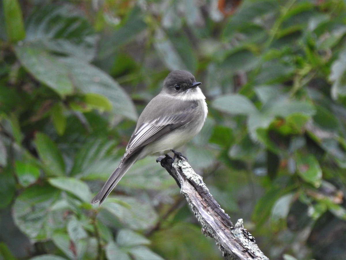 Eastern Phoebe - ML490396321