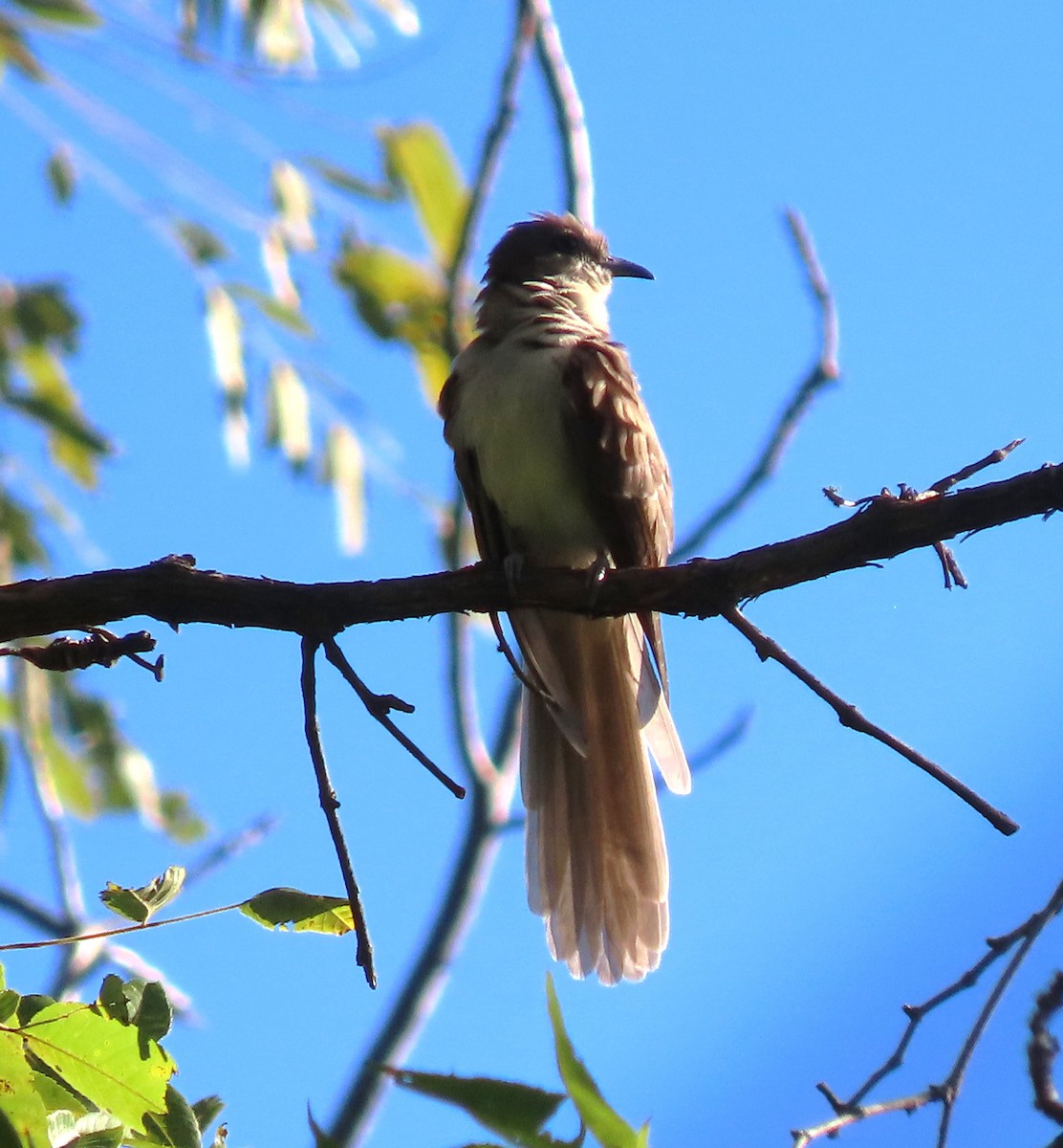 Black-billed Cuckoo - ML490396341