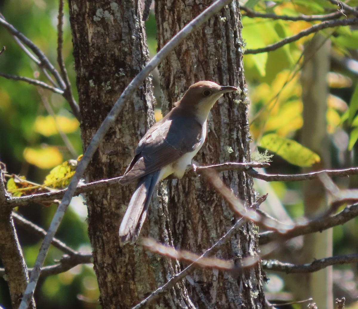 Black-billed Cuckoo - ML490396351