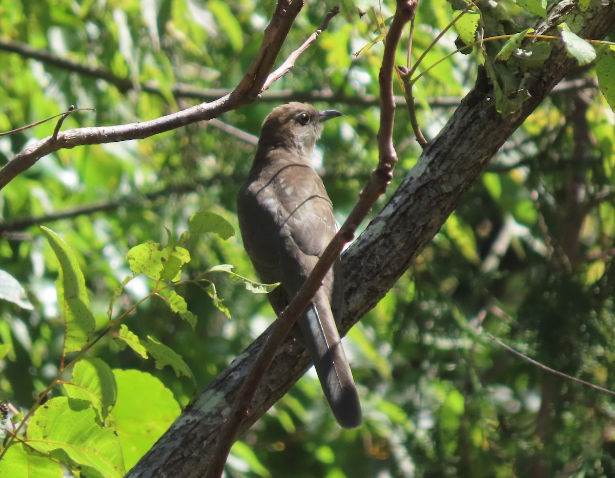 Black-billed Cuckoo - ML490396361