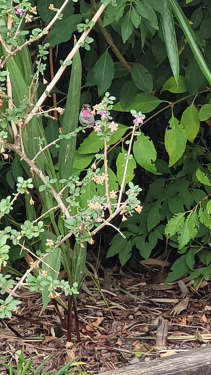 Anna's Hummingbird - ML490396561