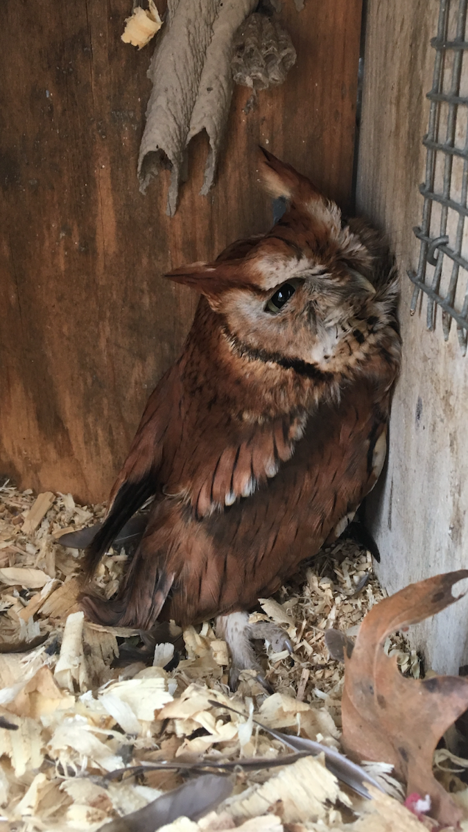 Сплюшка північна - ML49039801