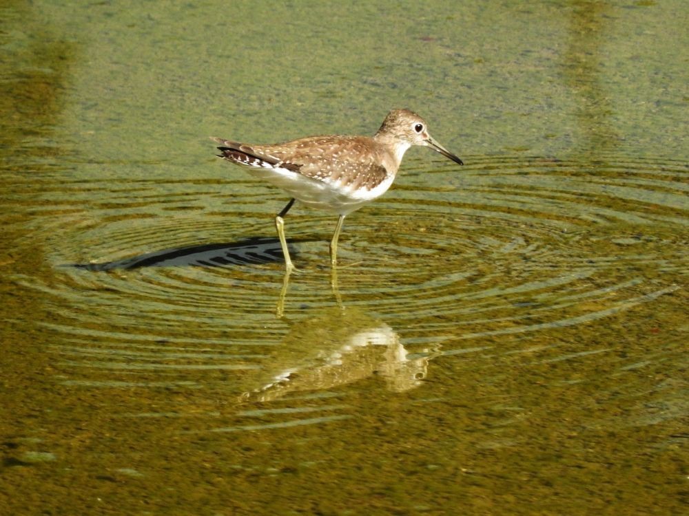 Solitary Sandpiper - ML490398901