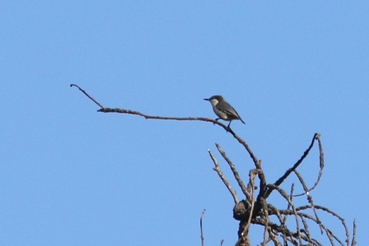 Pygmy Nuthatch - ML490399091