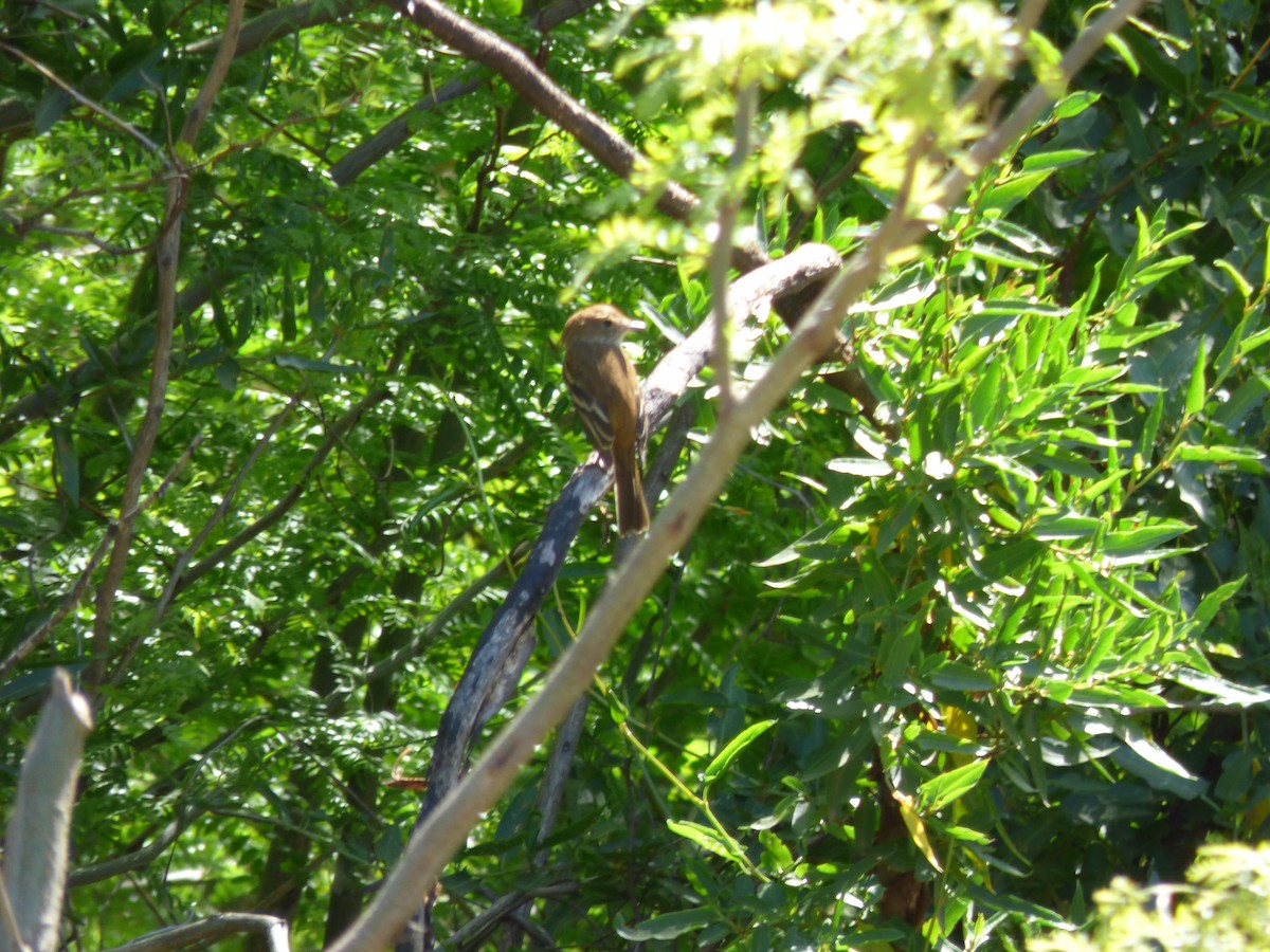 Bran-colored Flycatcher - ML490399551