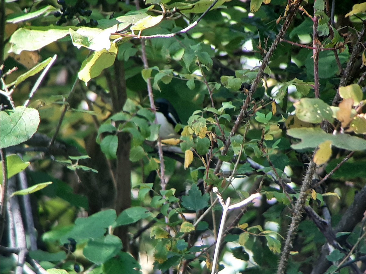 Black-throated Blue Warbler - ML490399611