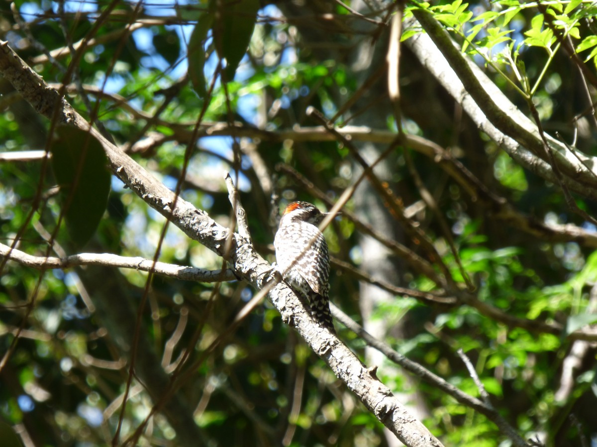 Checkered Woodpecker - ML490399681