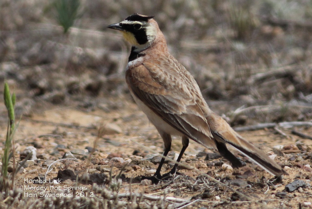 Horned Lark - Hendrik Swanepoel