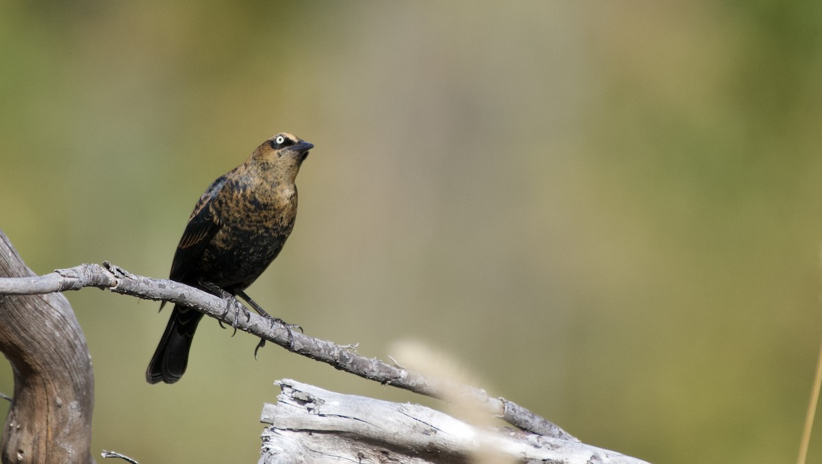 Rusty Blackbird - ML490400051