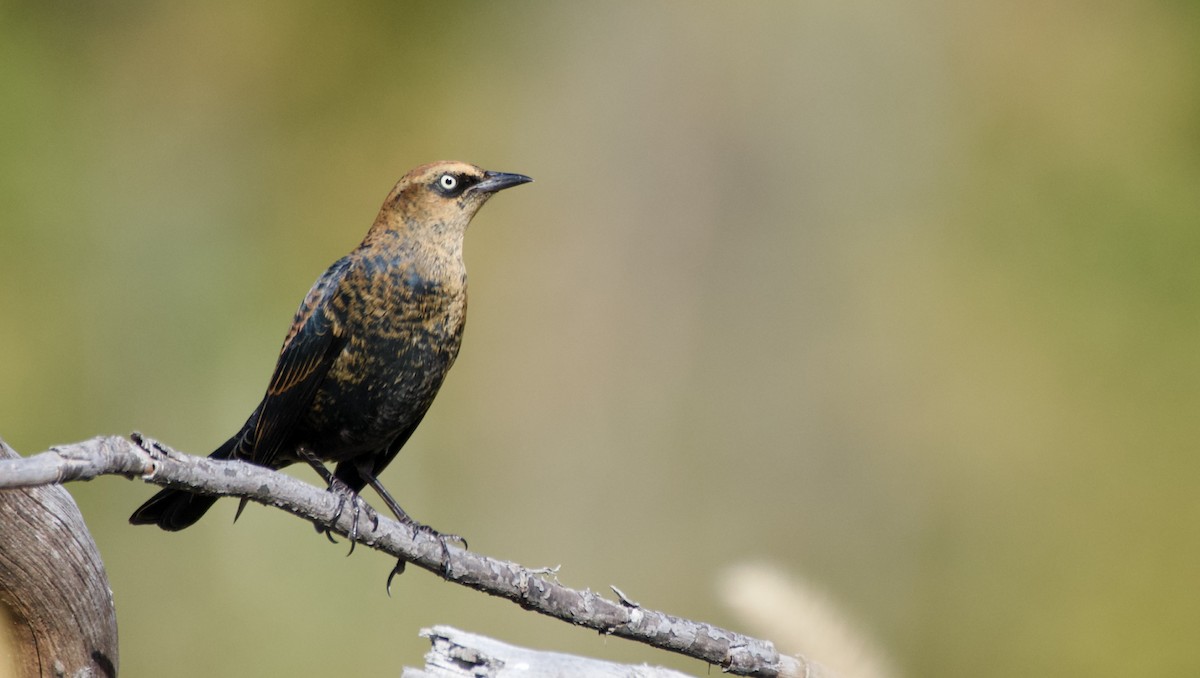 Rusty Blackbird - ML490400061