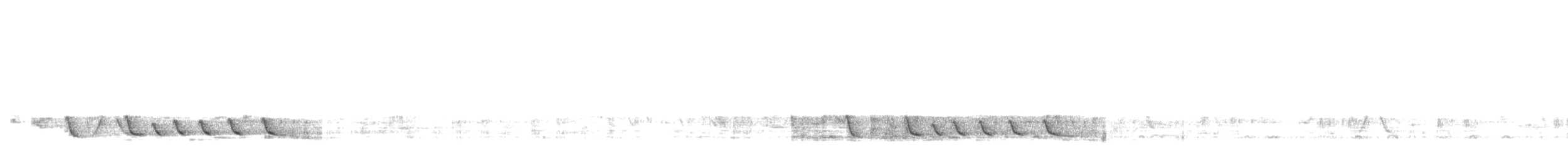 Белокрылый бекард - ML49040011