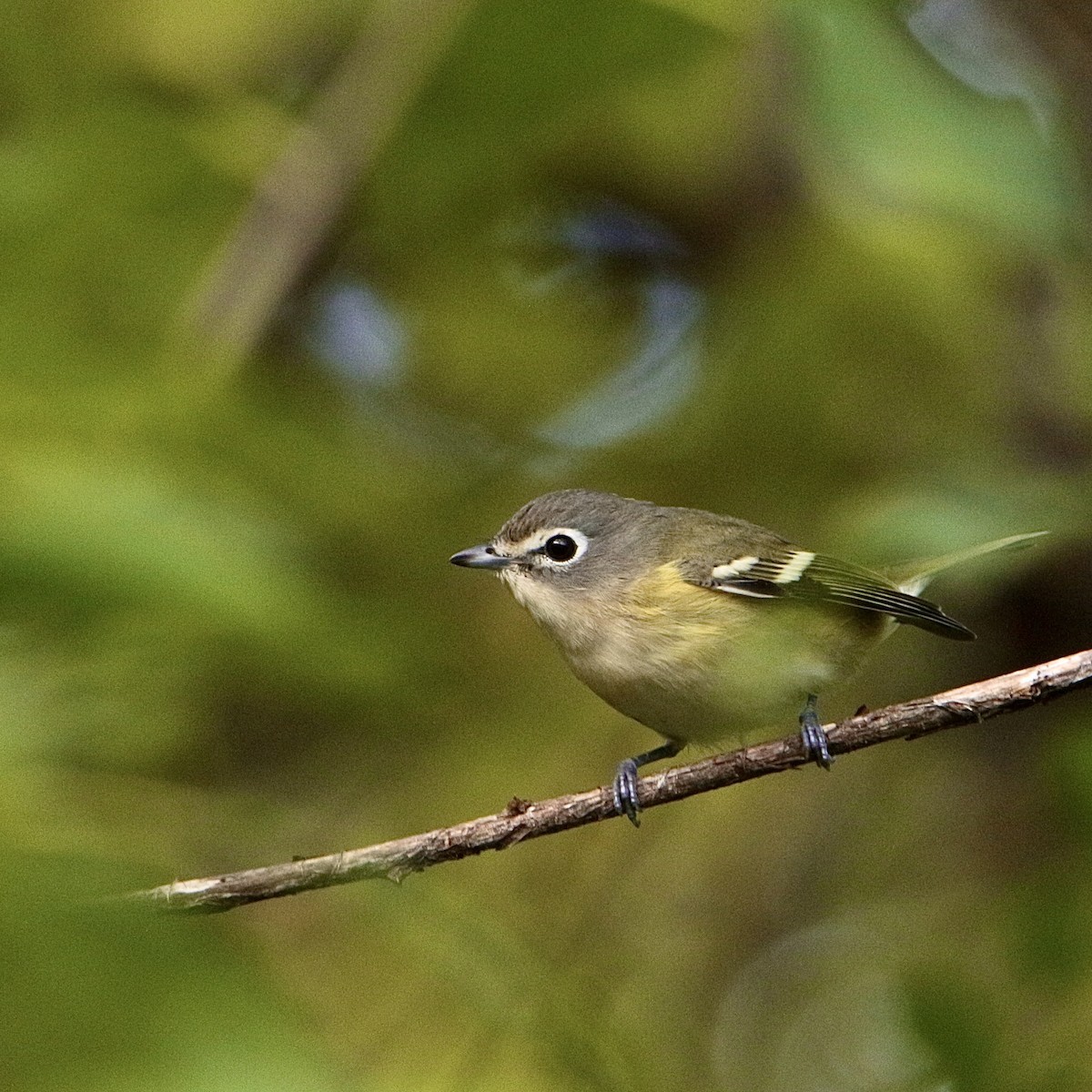 Blue-headed Vireo - Dan Mendenhall