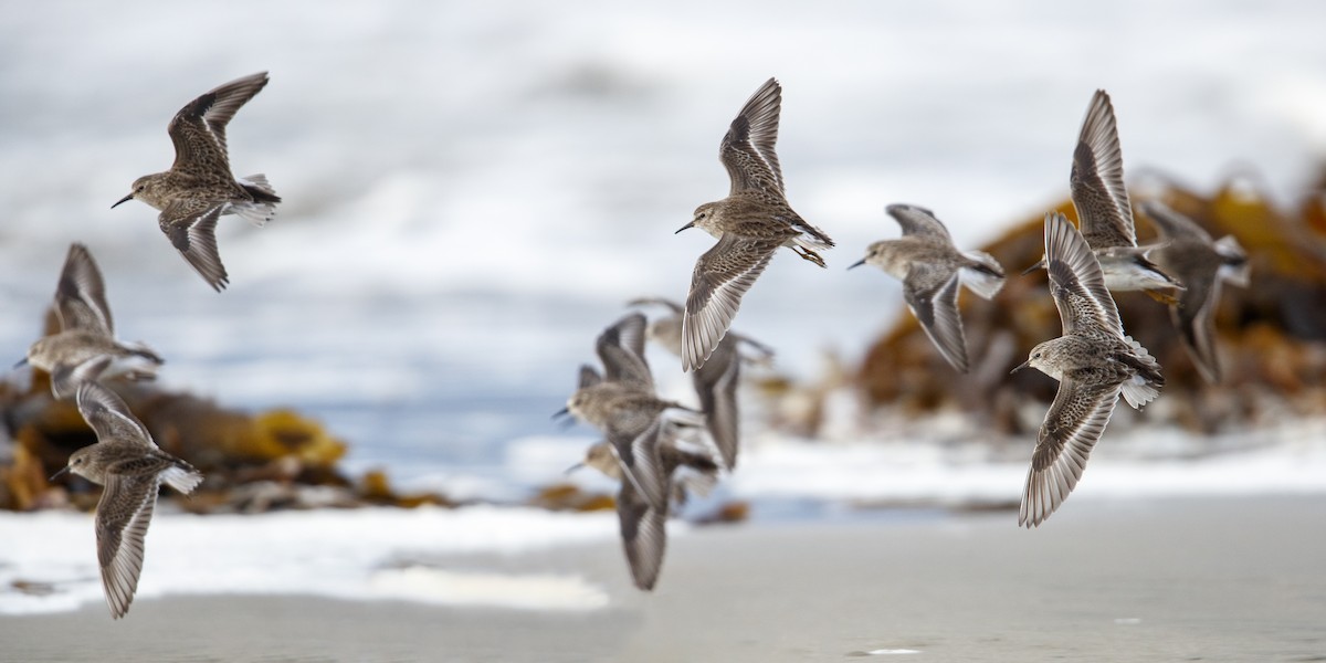 Least Sandpiper - ML490403001