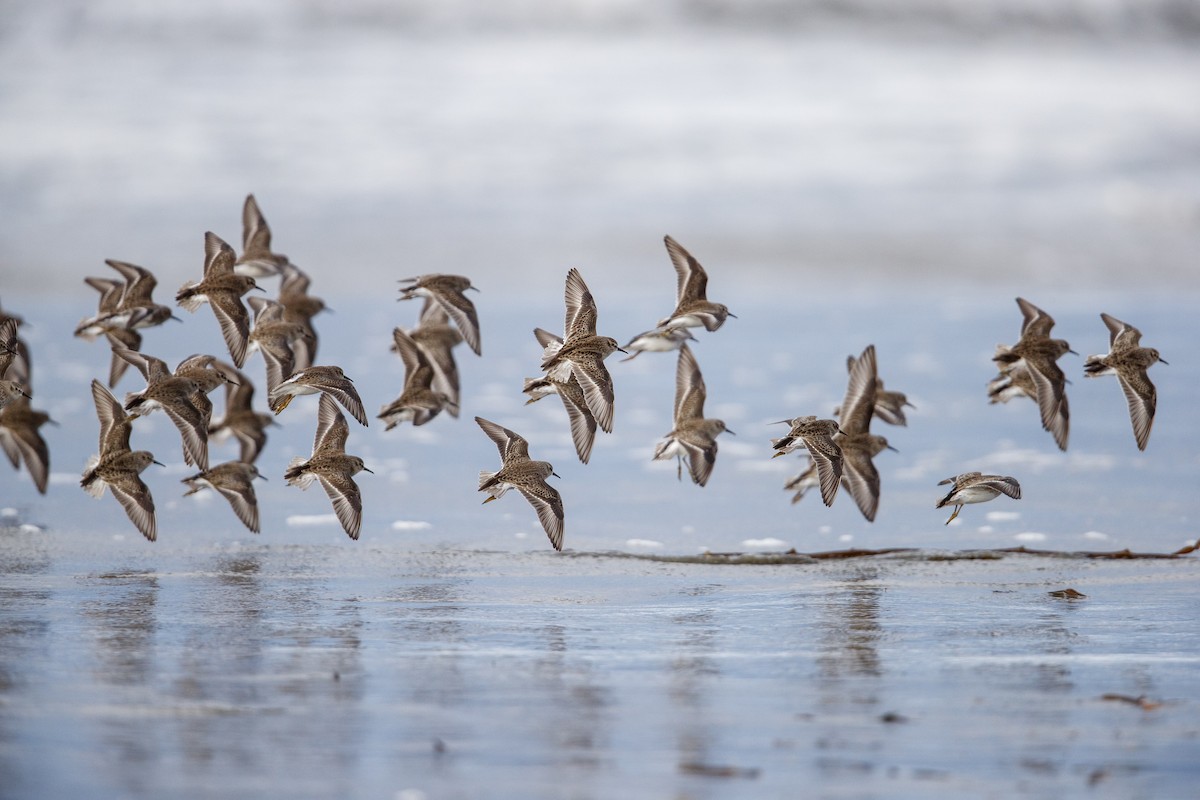 Least Sandpiper - ML490403011