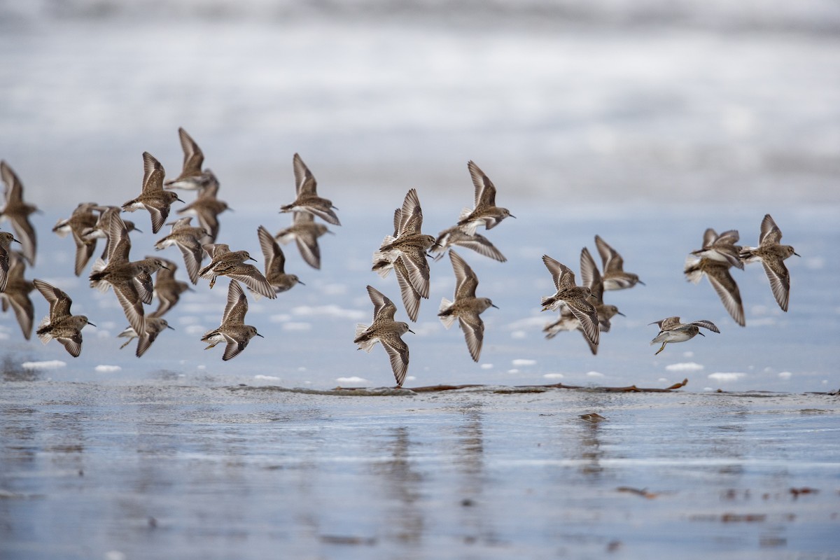 Least Sandpiper - ML490403021