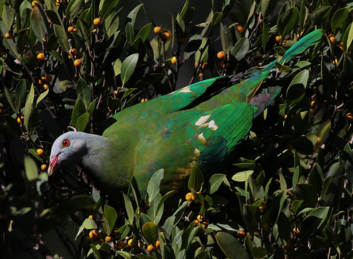 Wompoo Fruit-Dove - Derek Stokes