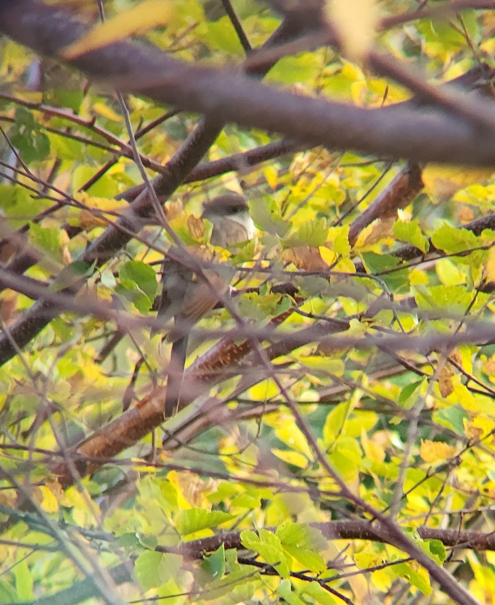 Yellow-billed Cuckoo - ML490404371