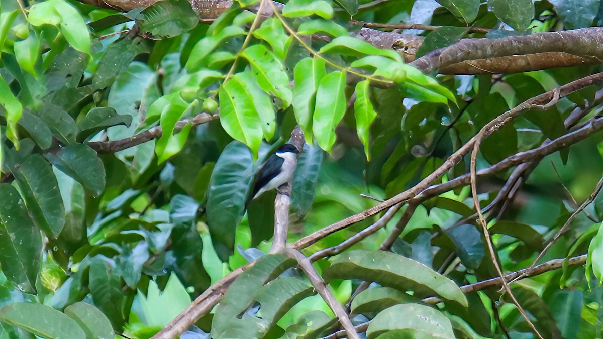 Black-winged Flycatcher-shrike - ML490405061