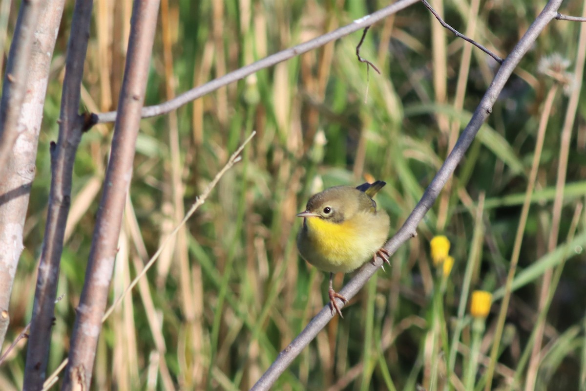 Common Yellowthroat - ML490405651