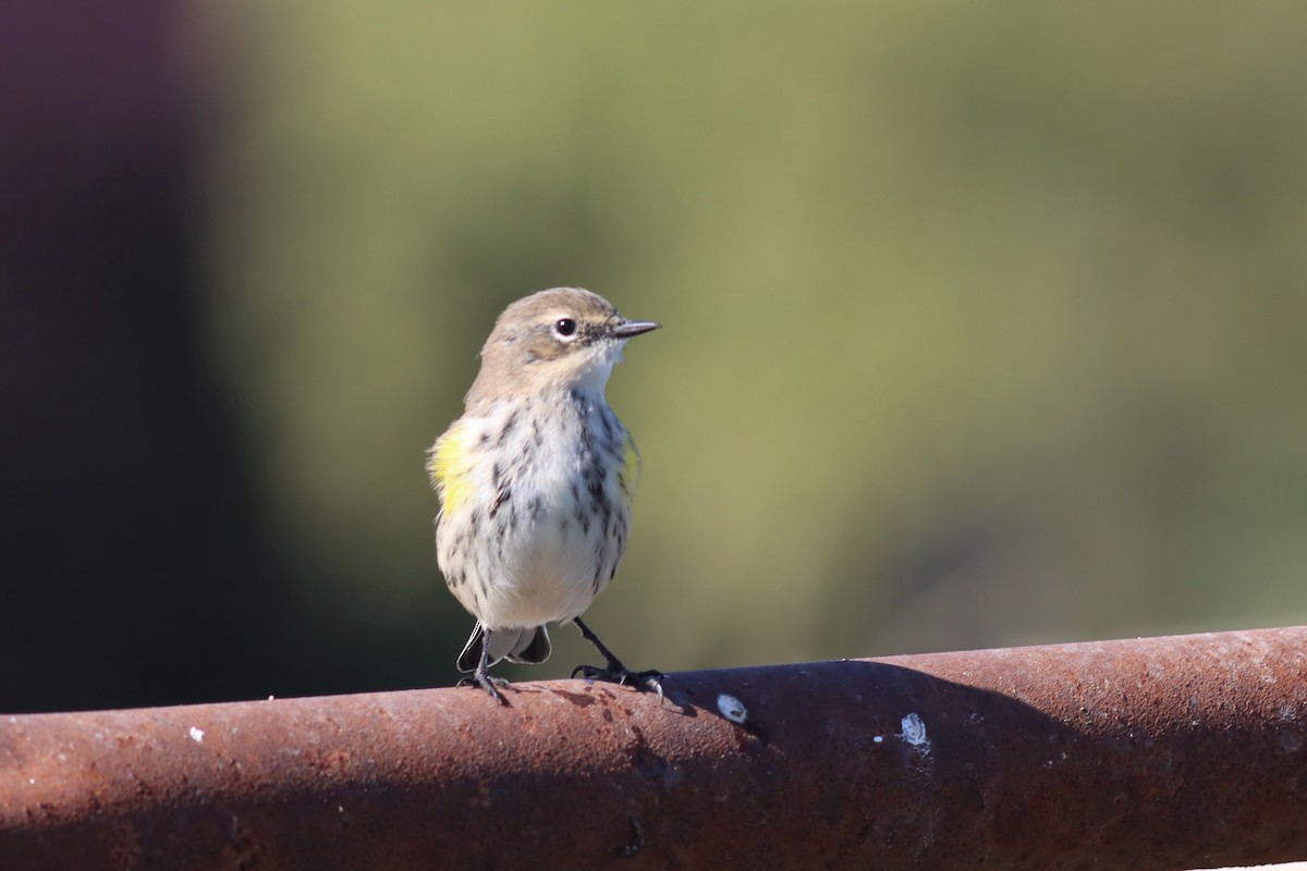 Yellow-rumped Warbler (Myrtle) - Margaret Viens