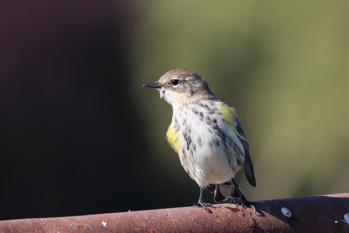 lesňáček žlutoskvrnný (ssp. coronata) - ML490406271