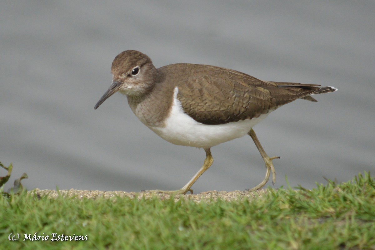 Common Sandpiper - Mário Estevens