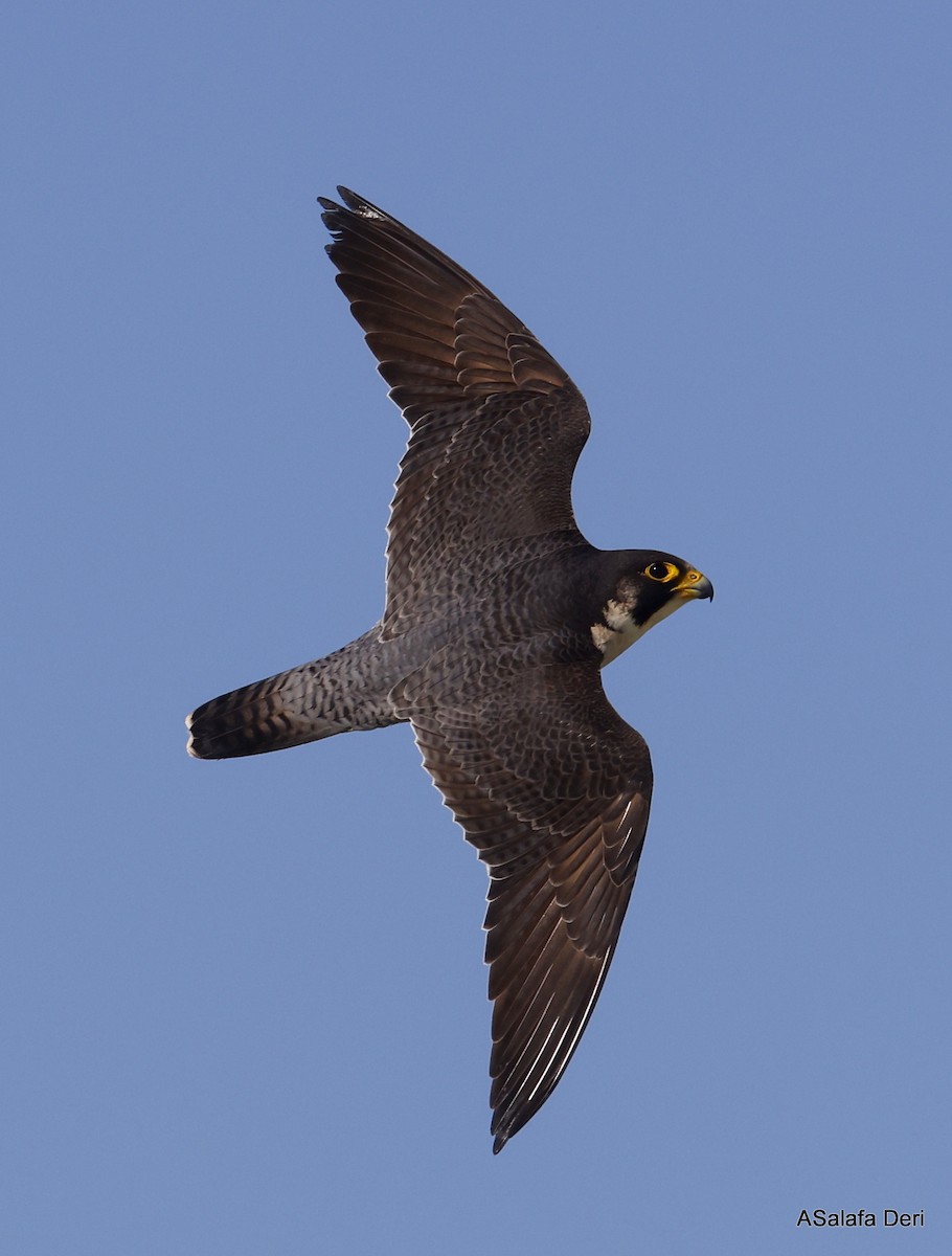 Peregrine Falcon (African) - ML490408781