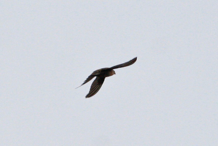 African Palm Swift - Oscar Johnson