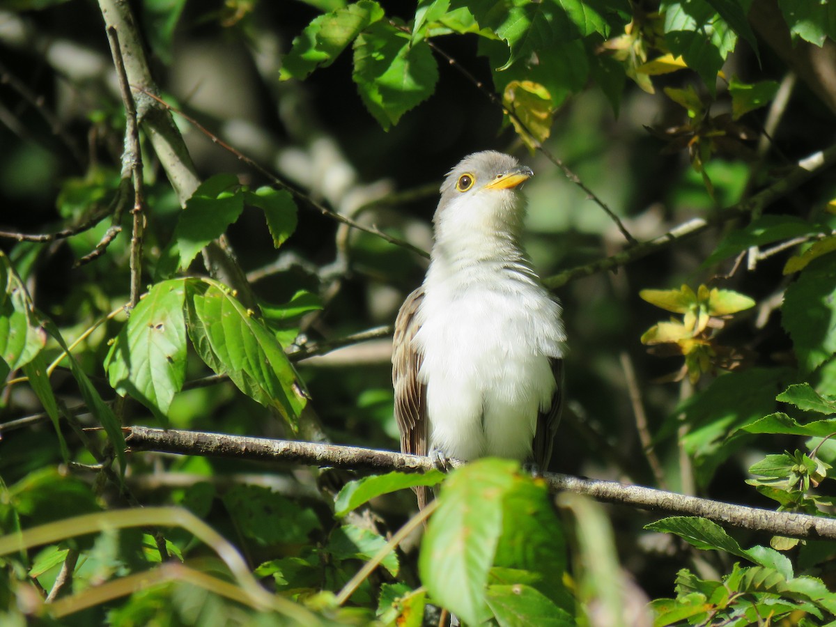 Yellow-billed Cuckoo - ML490413961