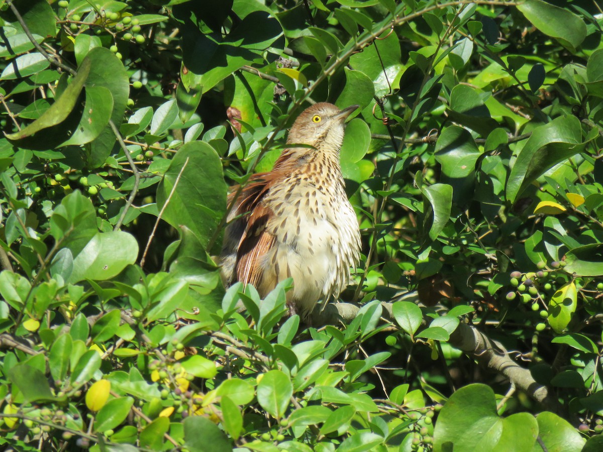 Brown Thrasher - ML490413981