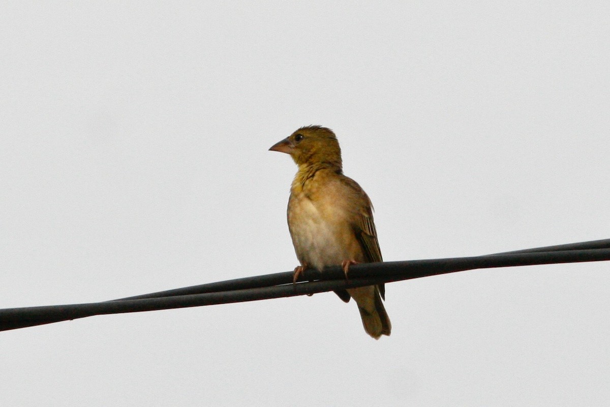 Village Weaver (Black-headed) - ML49041411