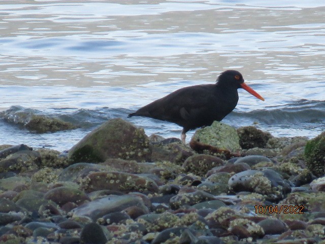 Black Oystercatcher - ML490415221