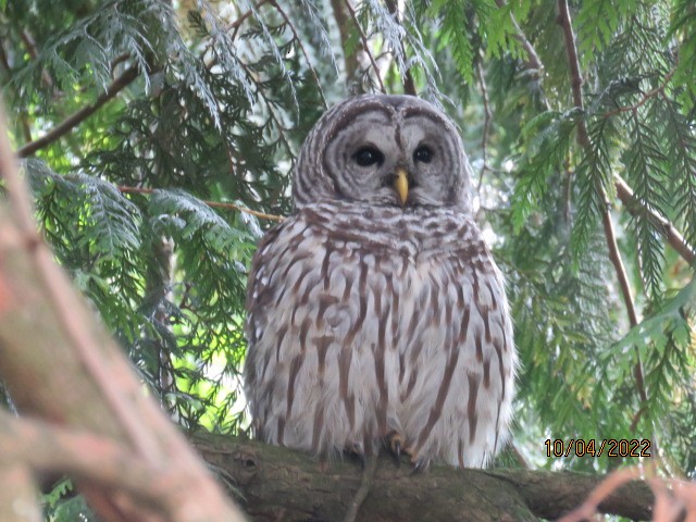 Barred Owl - ML490415251