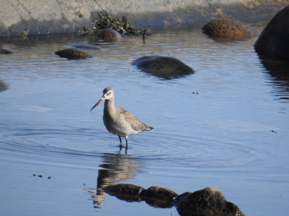 Hudsonian Godwit - Jean-Guy Beaulieu