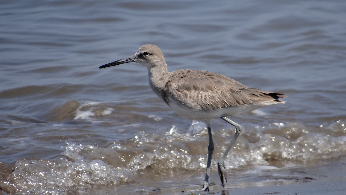 Willet - Aurelio Molina Hernández