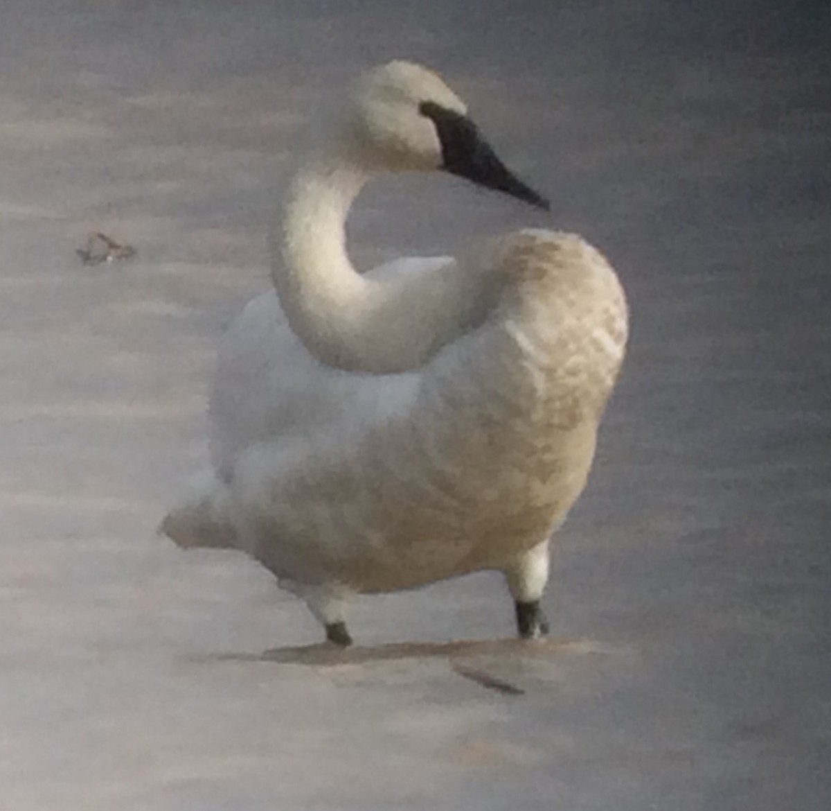 Trumpeter Swan - ML49041771