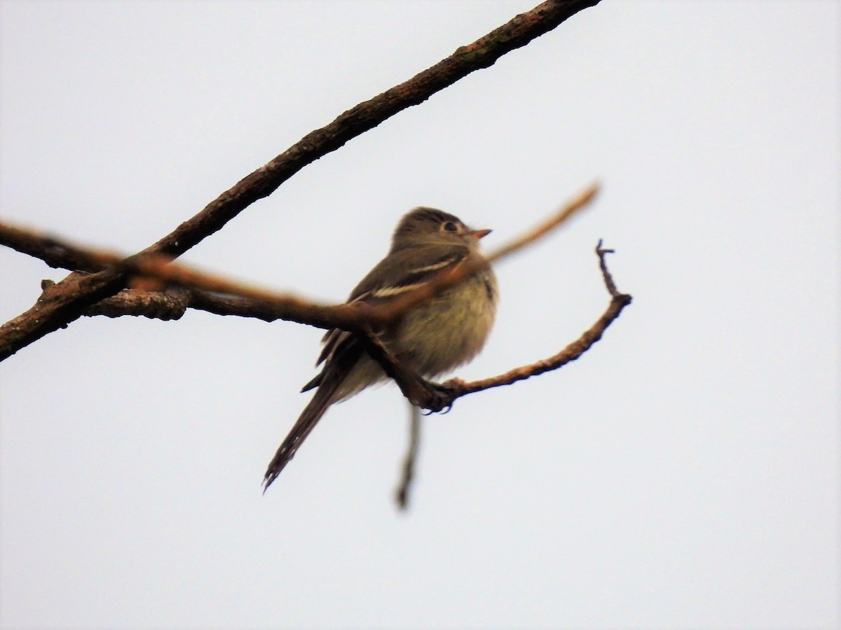 Yellow-bellied Flycatcher - ML490417991