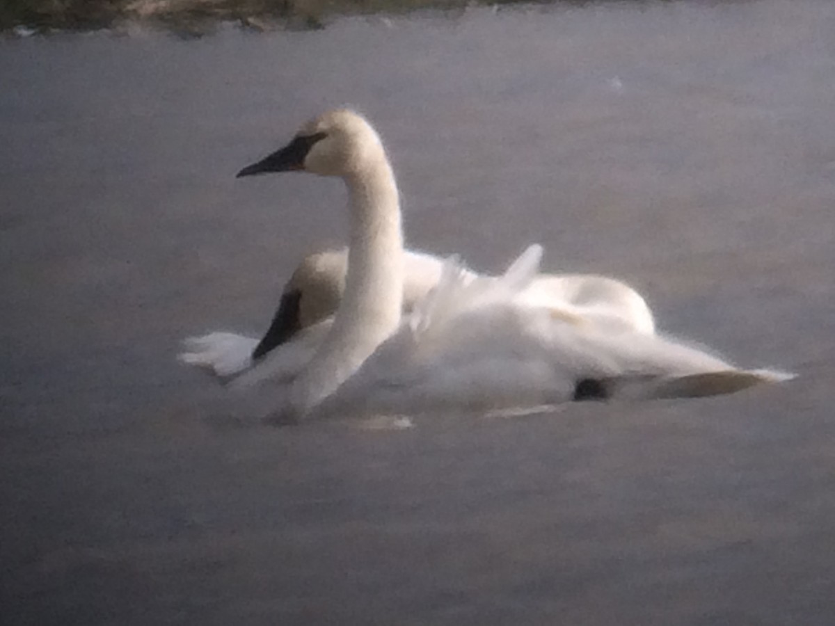 Trumpeter Swan - ML49041811