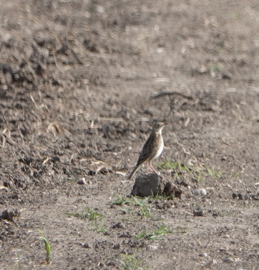 Pampas Pipit - ML490418341