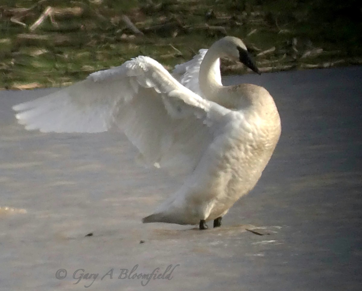 Trumpeter Swan - ML49041851