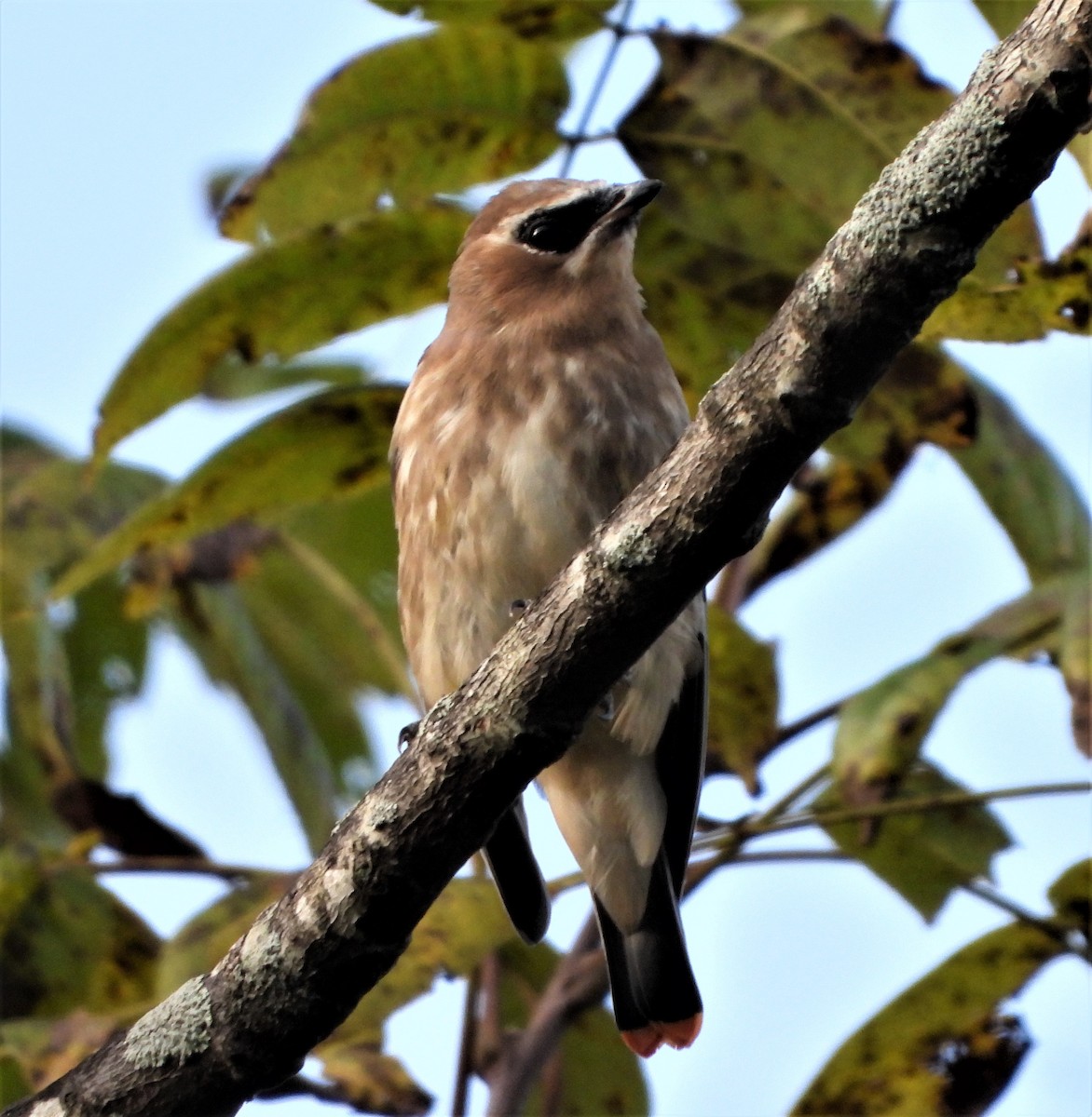 Cedar Waxwing - ML490420531