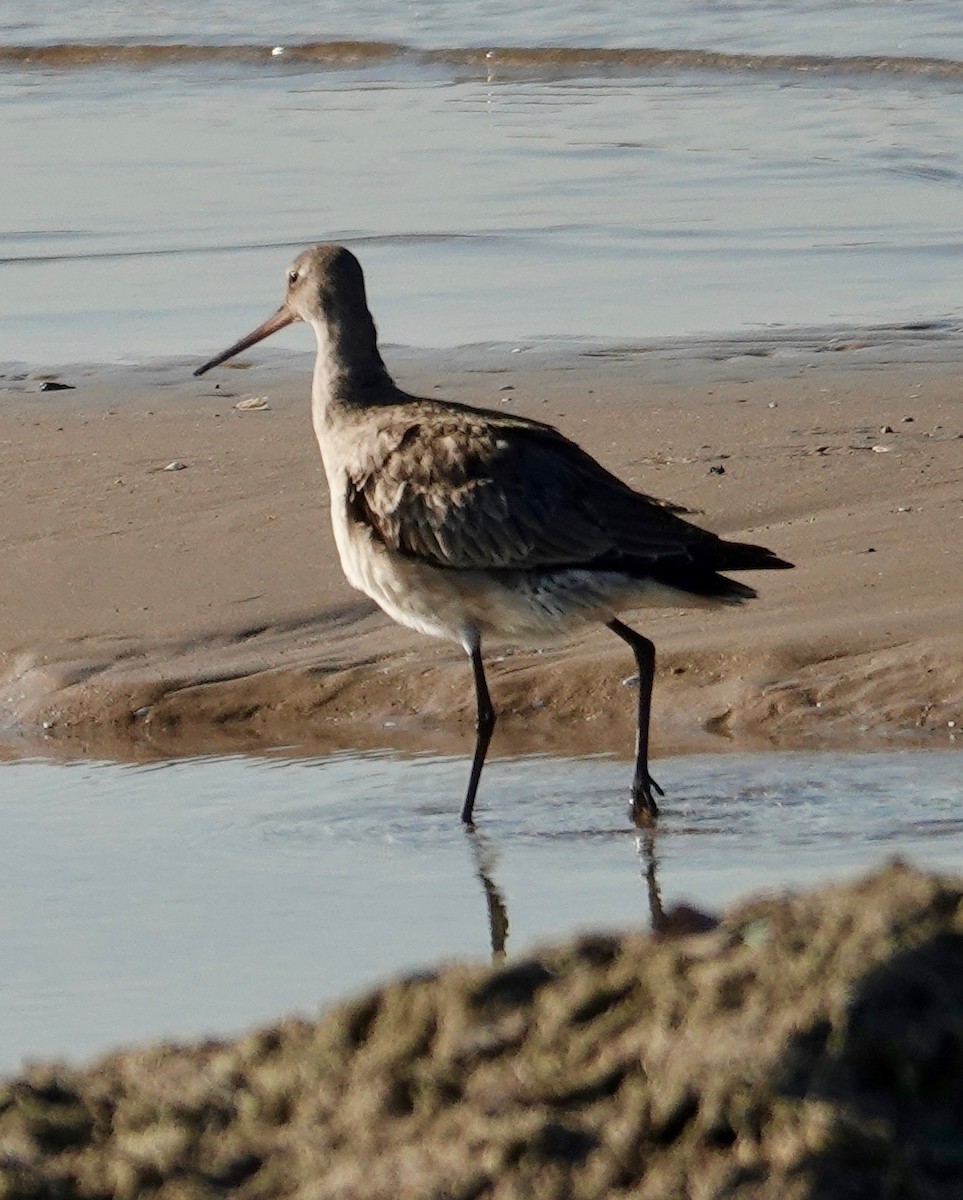 Hudsonian Godwit - ML490421411