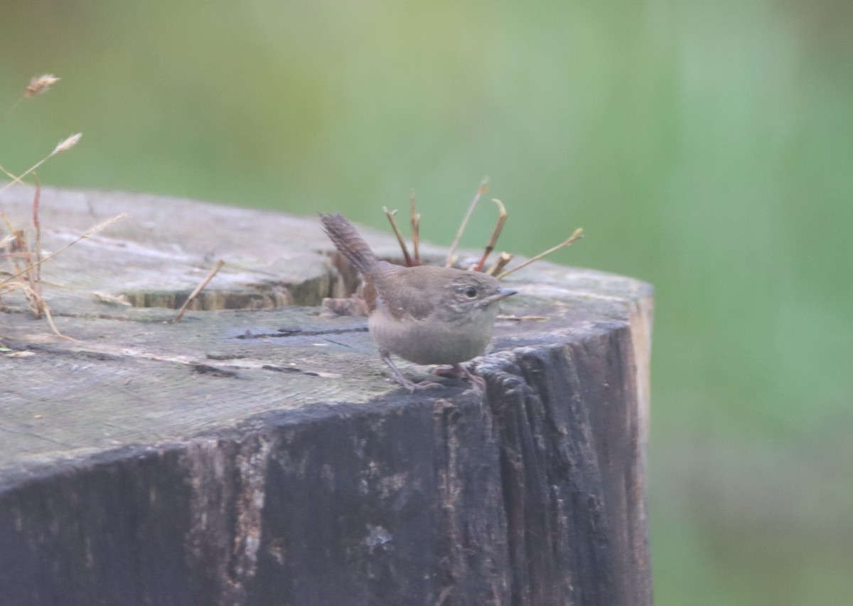 House Wren - ML490421481