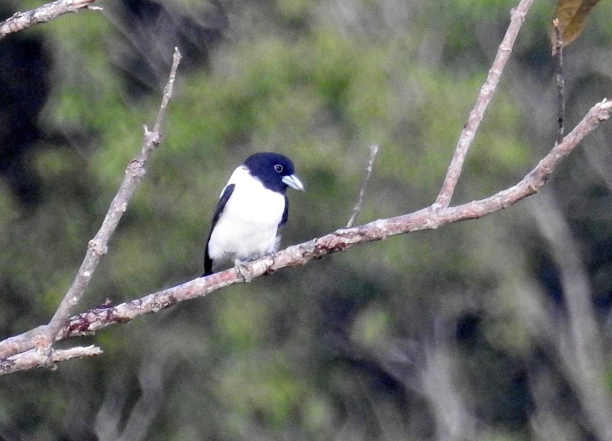Bismarck Woodswallow - ML490422101